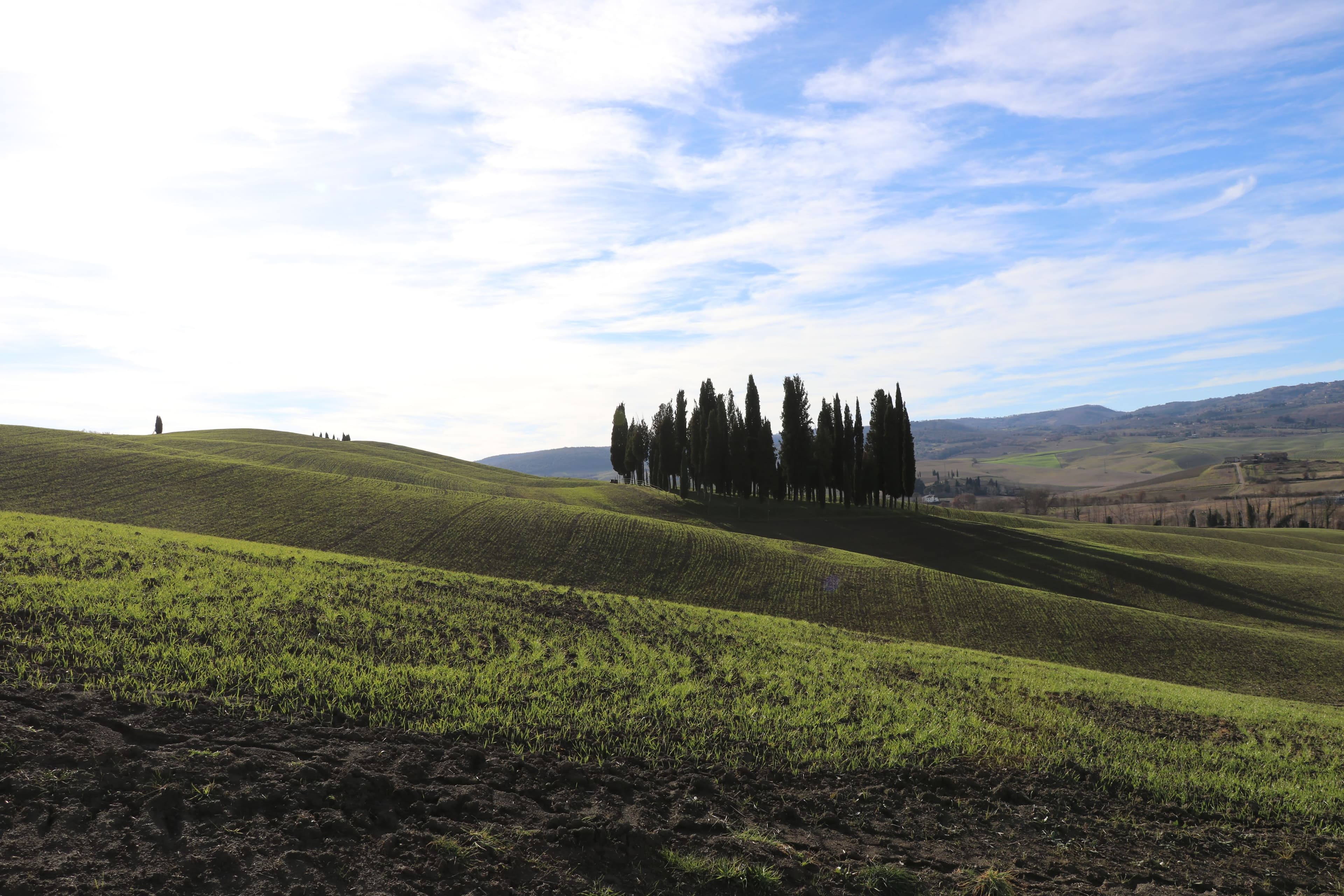 Cipressini di San Quirico